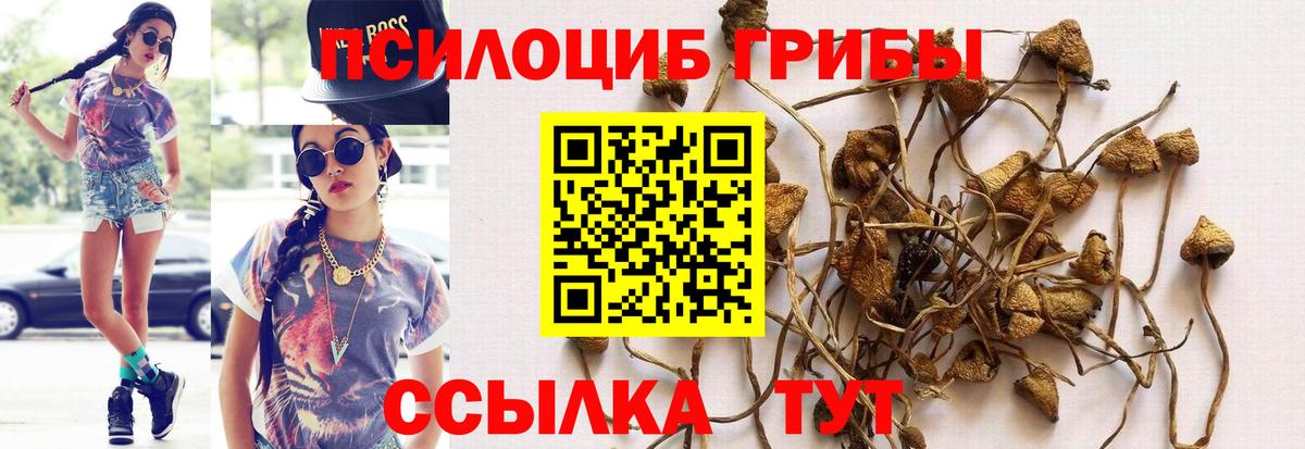 Псилоцибиновые грибы Magic Shrooms  Вход с VPN  Чехов  Псилоцибиновые грибы Psilocybine cubensis 
